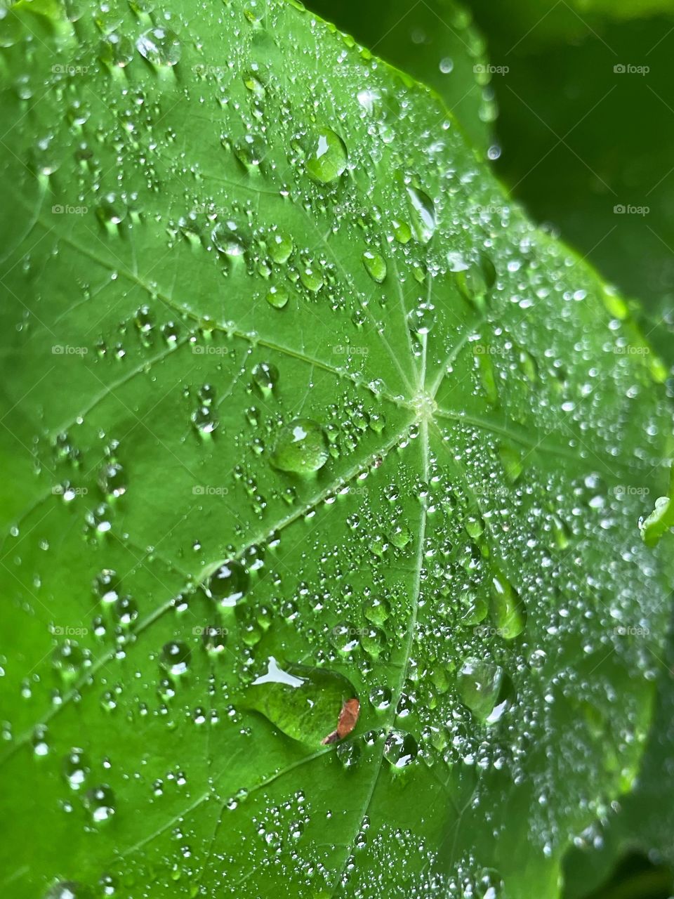 Water droplets bubbles splashes raindrops waterdrops plant green leaves leafs greenery botany phone photography rain shower rainy dew dewdrops wet outdoors nature storm 