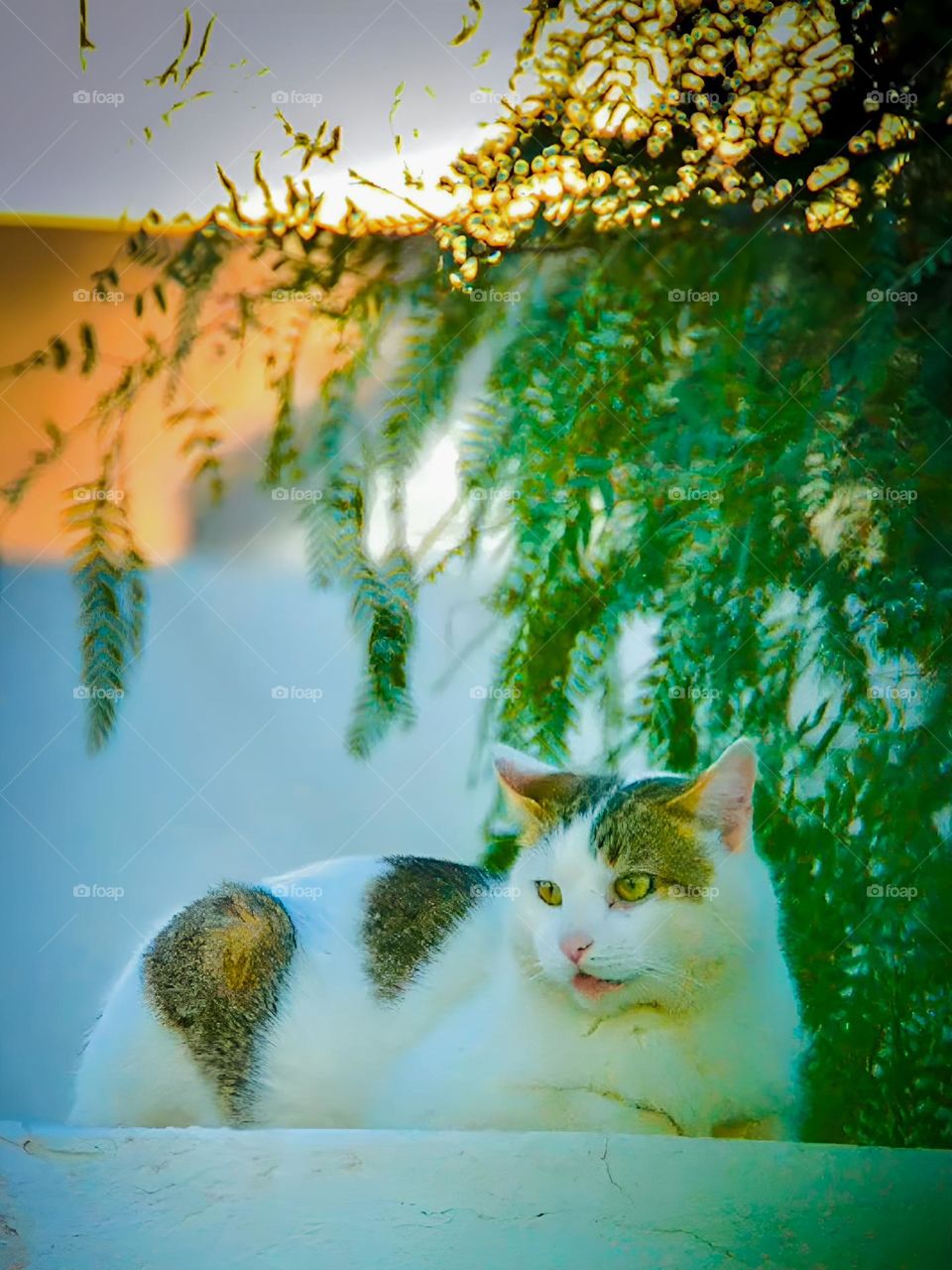 cat picture sunset time taken by:DSLR camera nacon 300mm D3200