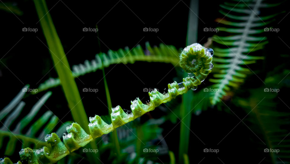 fern leaves with a black background