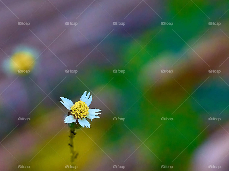 Floral photography - Daisy