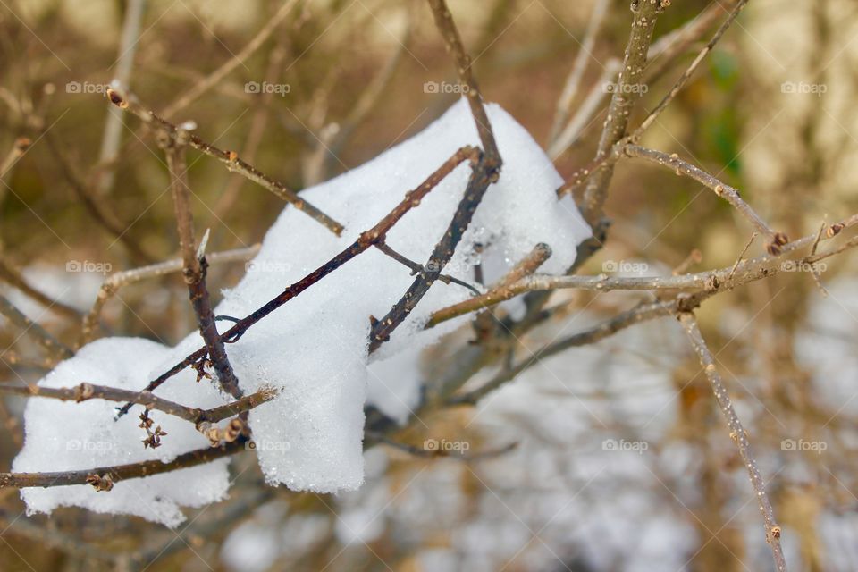 Snow on a branch 
