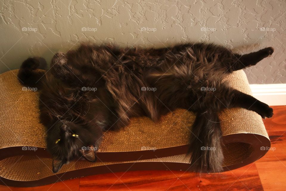 My cat lounging on his cat scratcher.