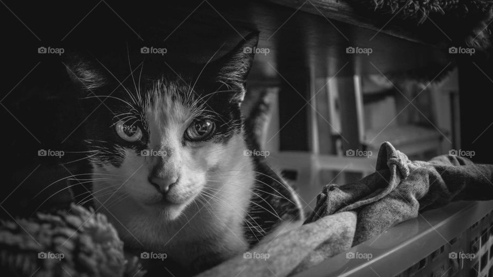 Black and white cat resting on a rainy day.