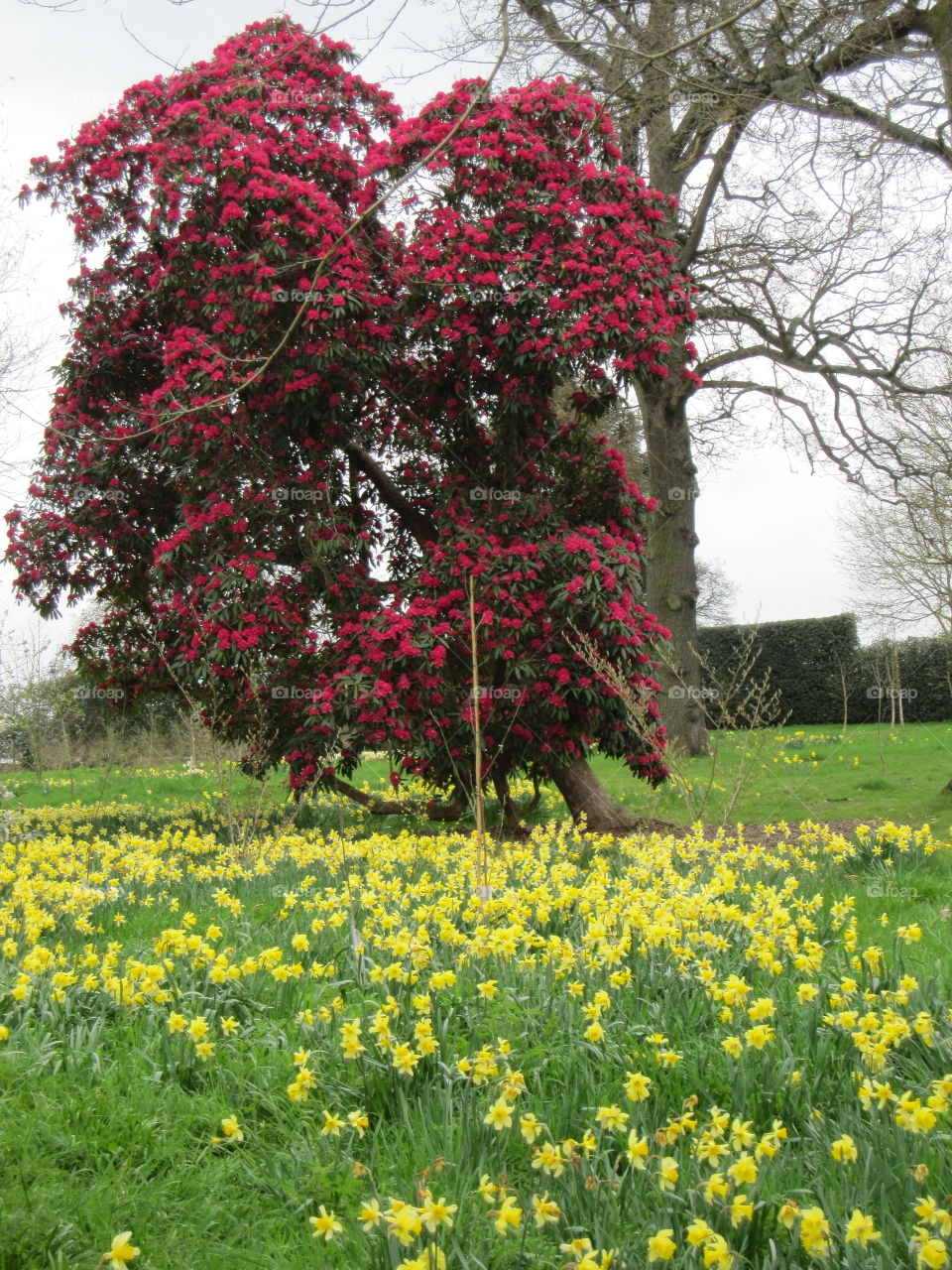 Tree, Nature, Flower, No Person, Season