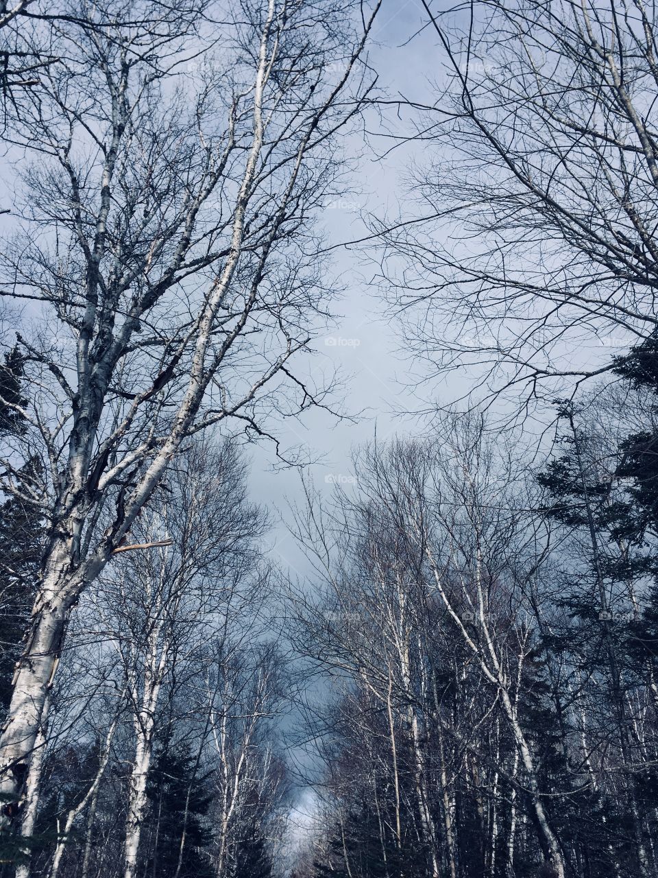 Tall white birch trees without leaves in the forest and sky in winter. 