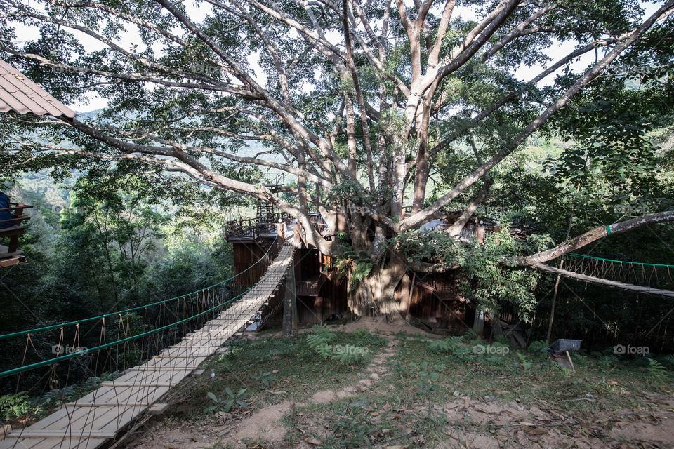 Cafe in the Big banyan tree 