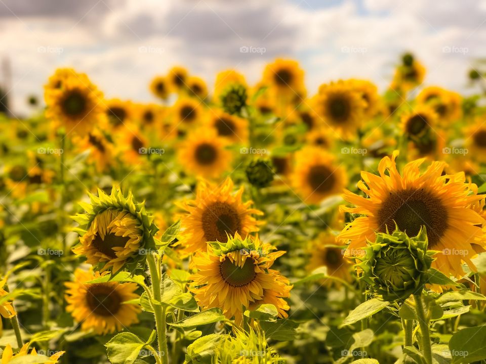 Sunflowers