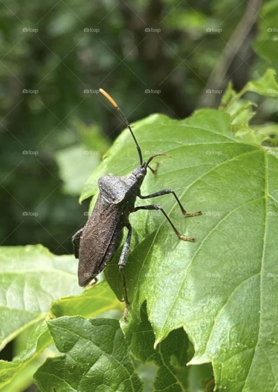 A leaf-footed bug climbing on a leaf