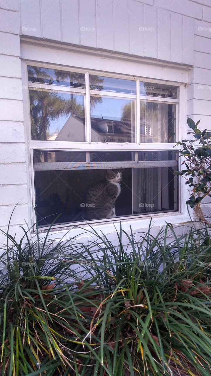 Window Cat