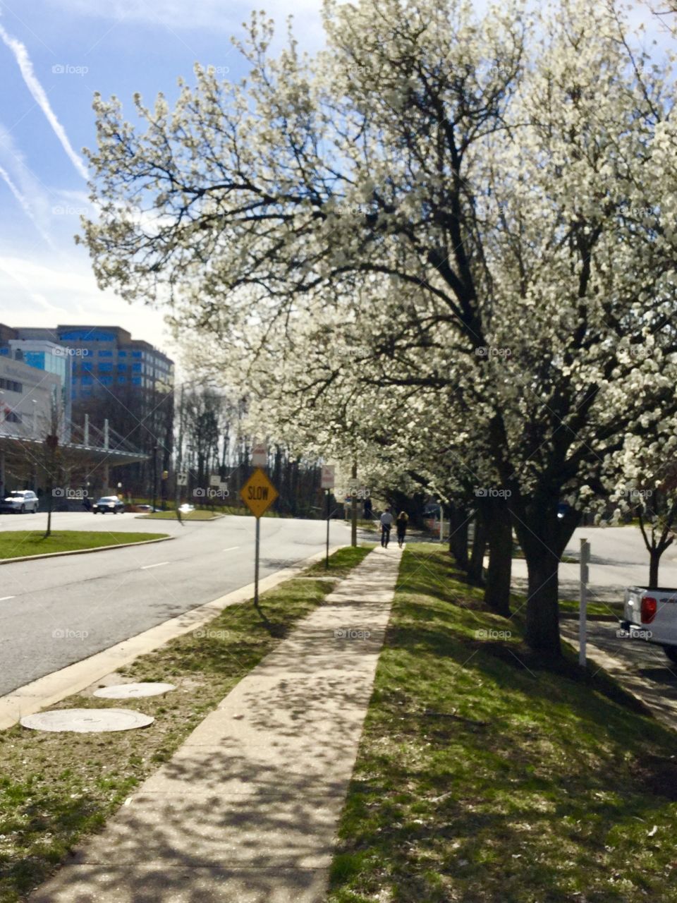 Spring time in Alexandria Va 