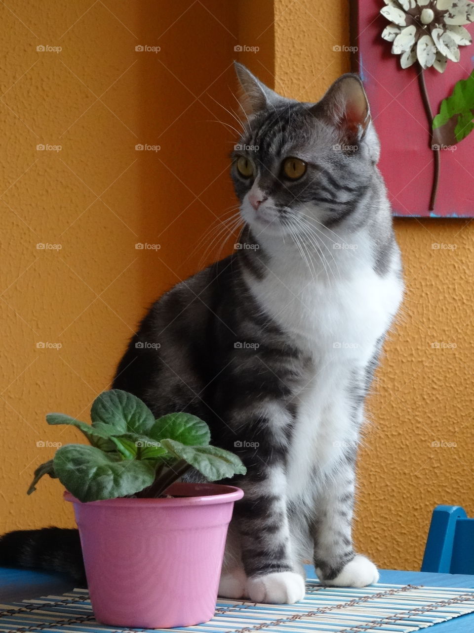 Plant and cat