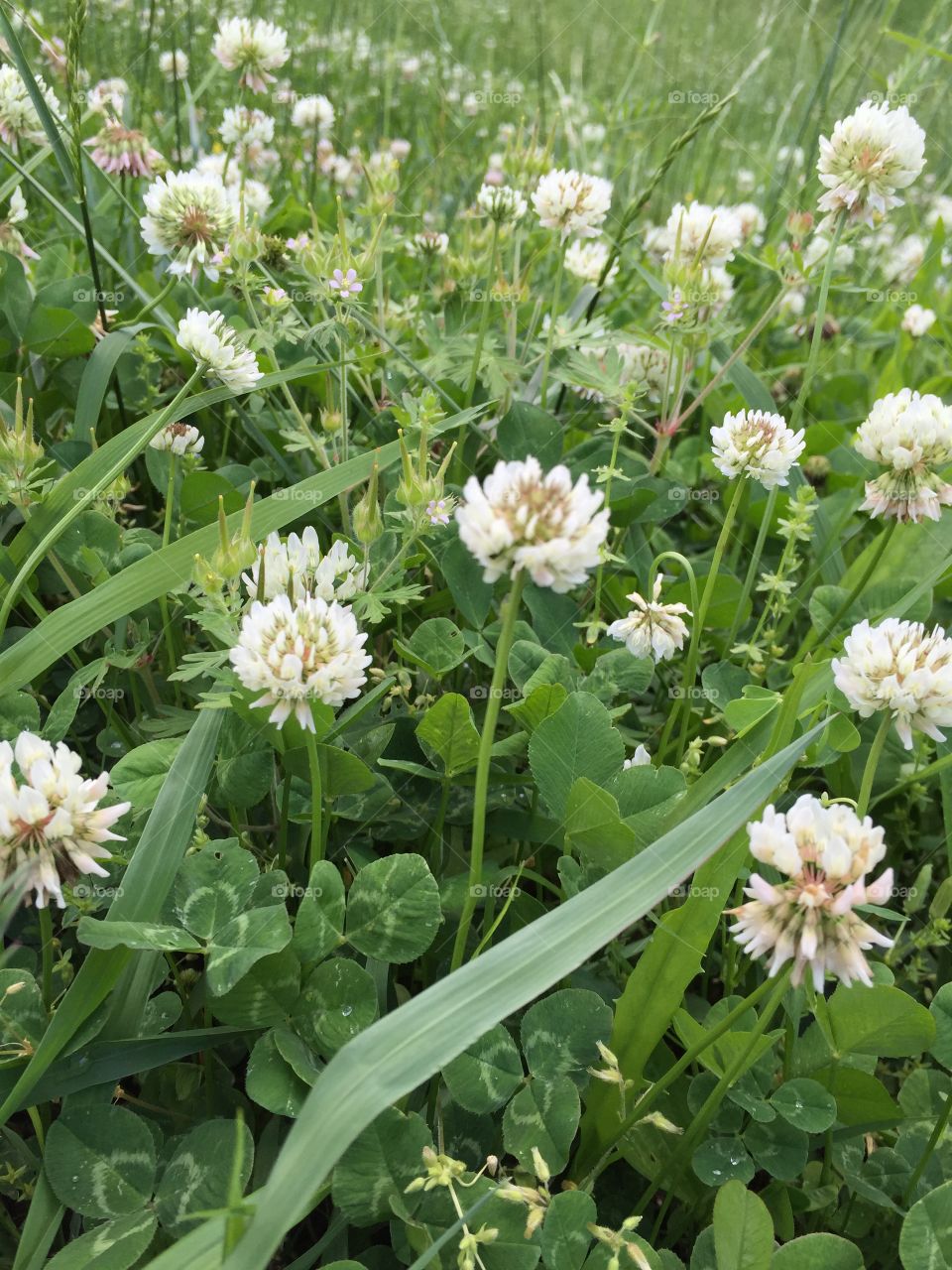 Field of clover