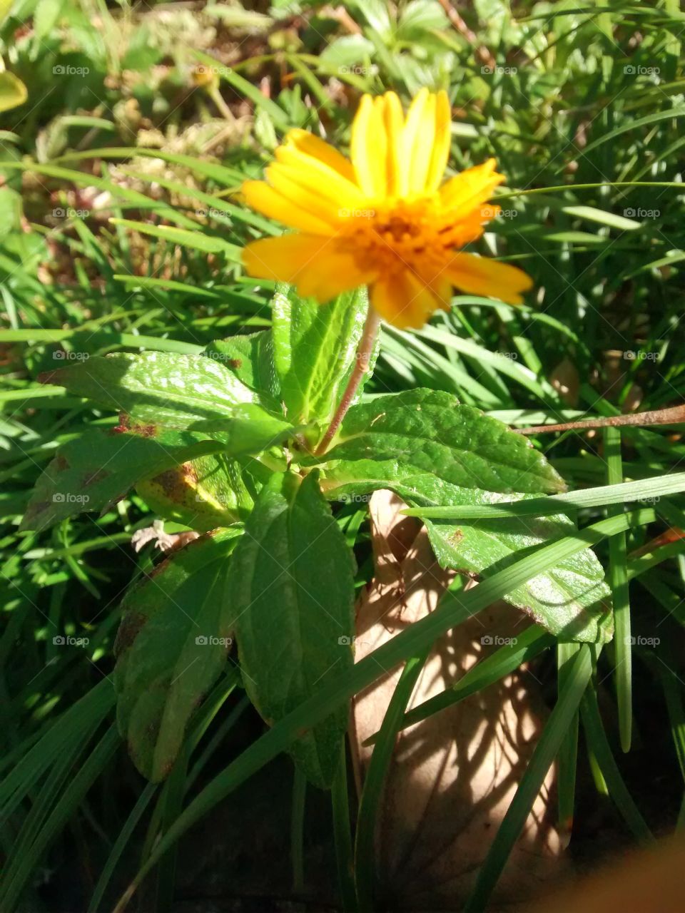 litle amarelo flower