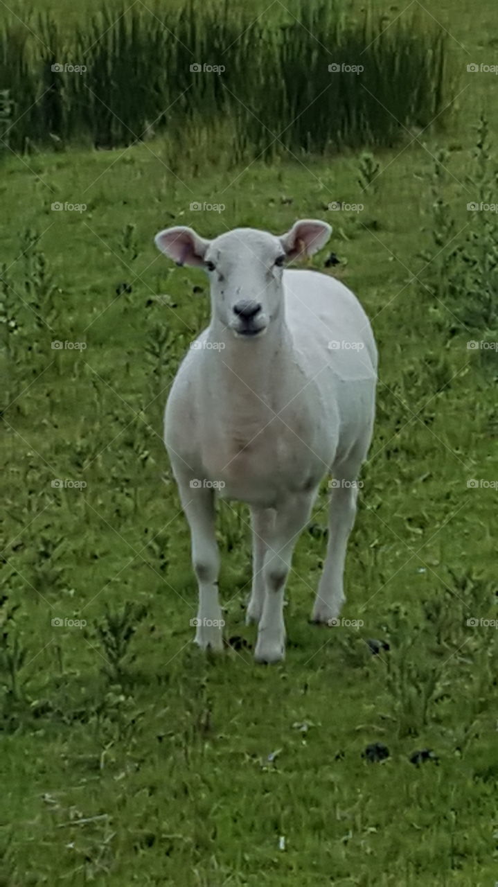 sheep