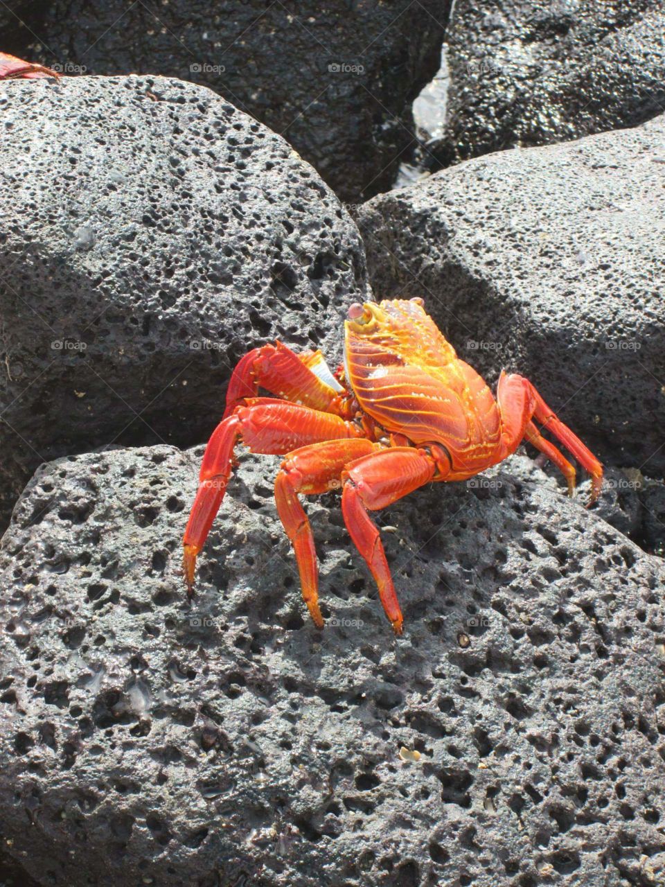 crab