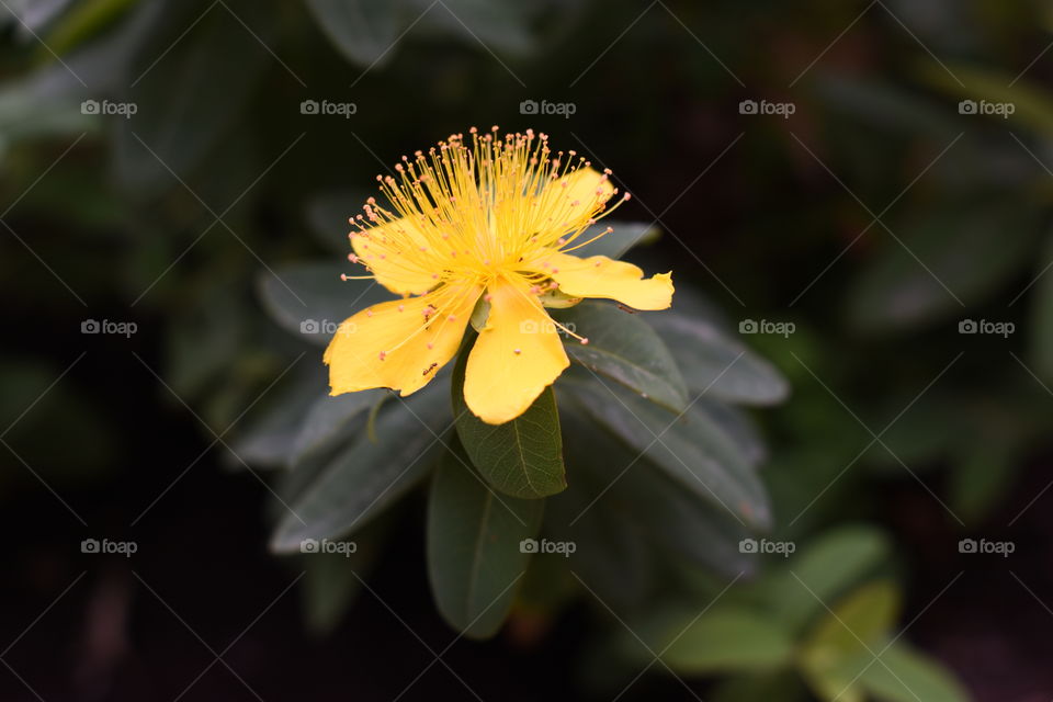 Small yellow flower and a ant on one of its petals