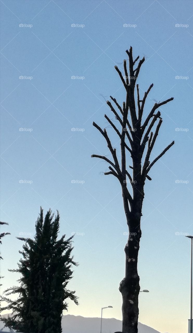 Without any leaf. It's winter