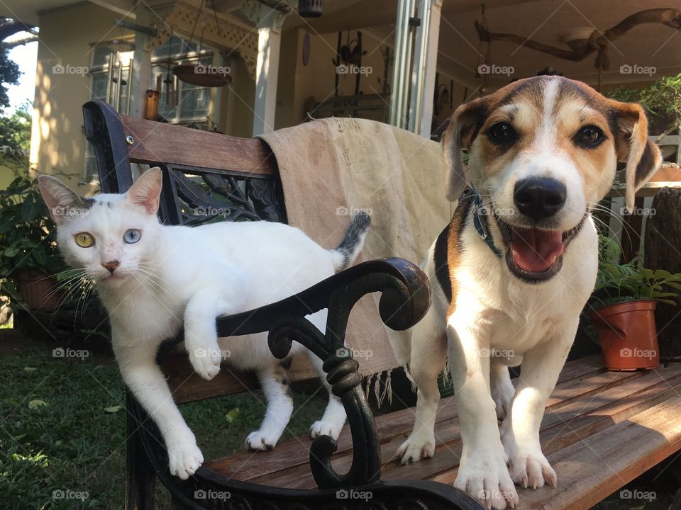 Bowie the cat with heterochromia and jack the jack Russell are best friends. 