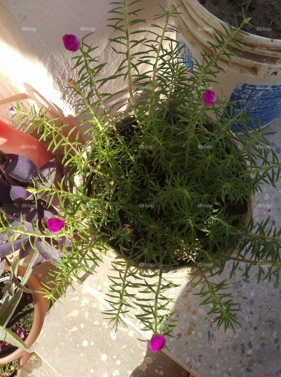 pink flower bud shurb small in size fresh seasonal looking very beautiful generally found everywhere