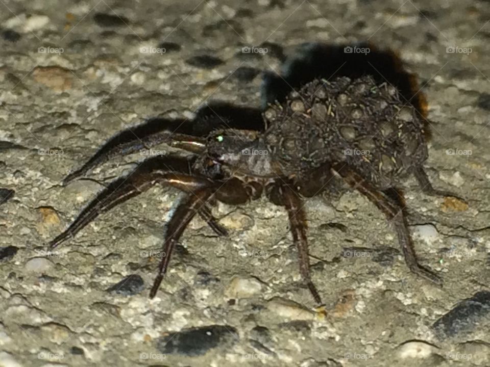 Wolf spider carrying her babies