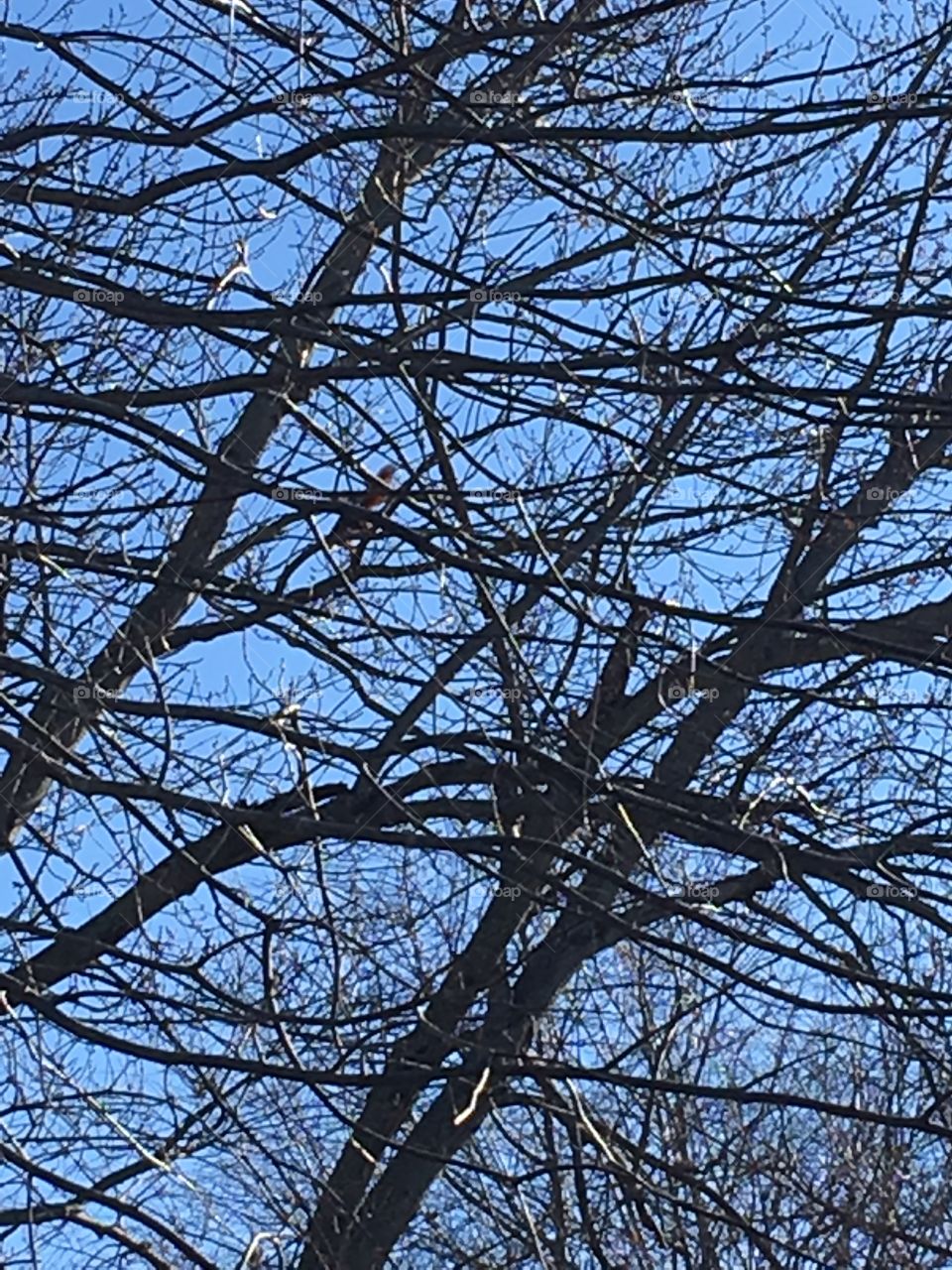 Squirrel somewhere in tree