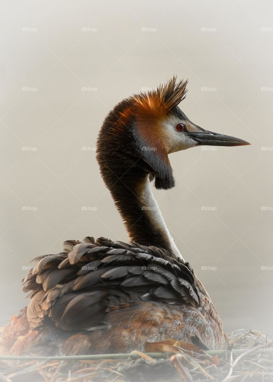 Great crested grebe 