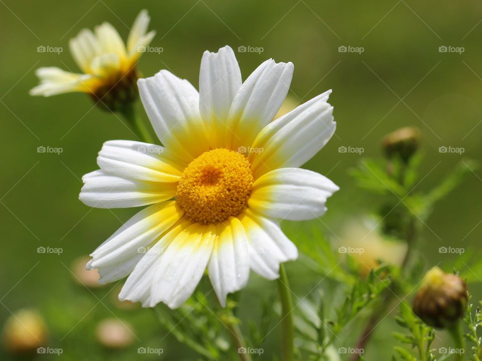 Beautiful macro daisy 