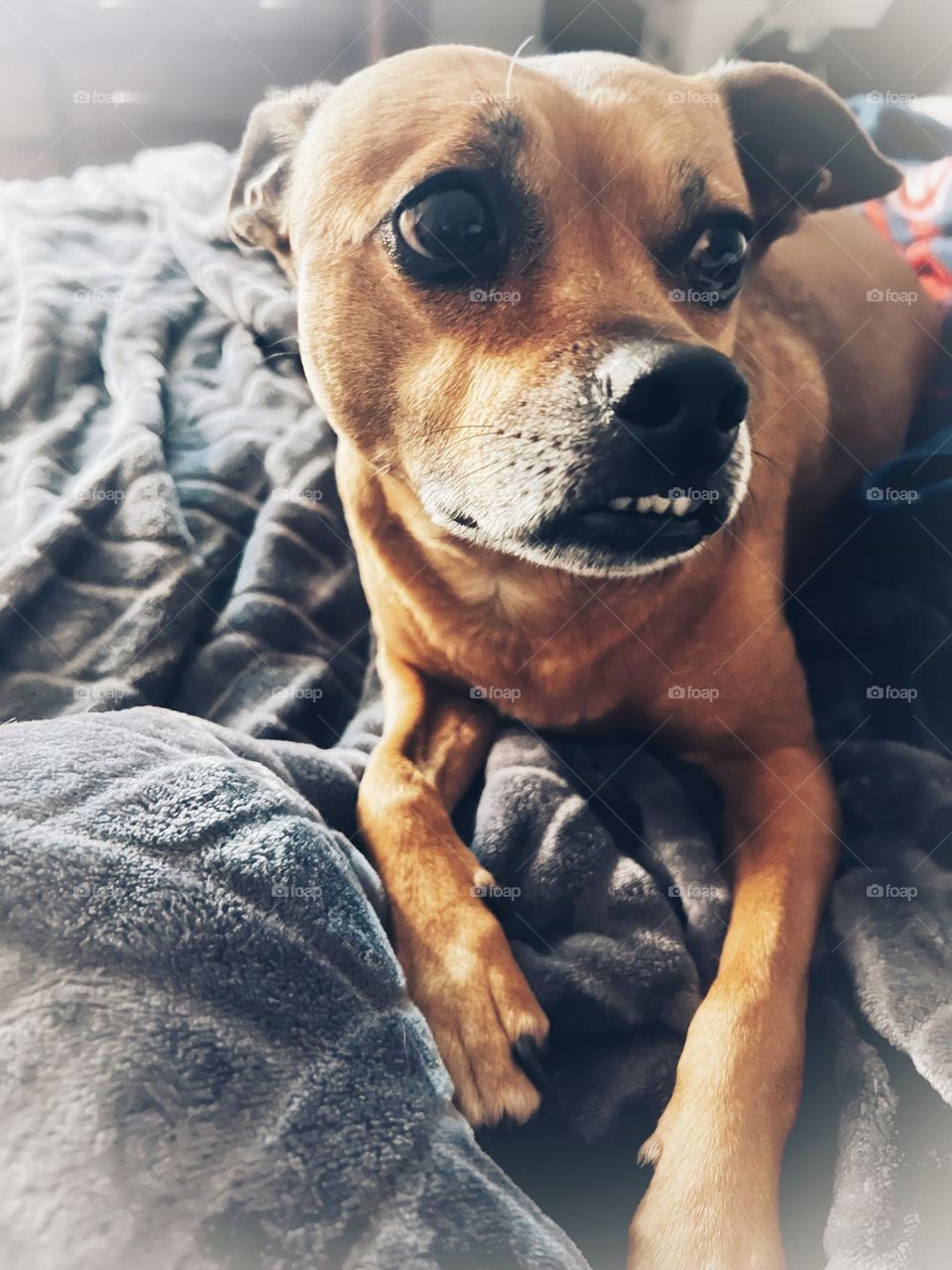 Dog posing for a photo shoot 