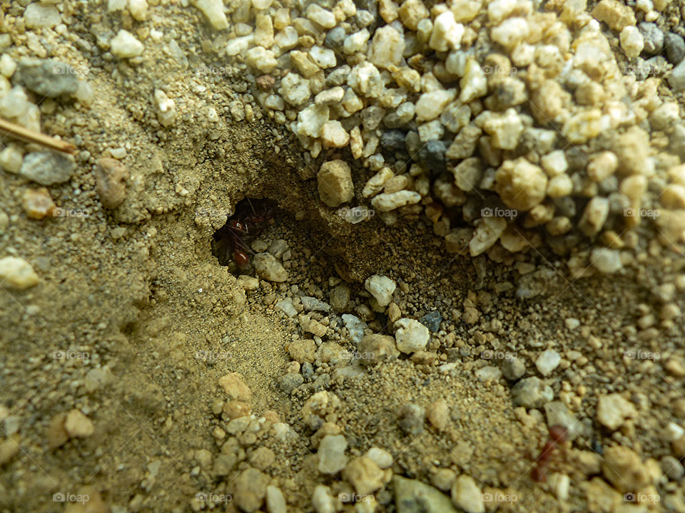 Ants working on the entrance of their new home