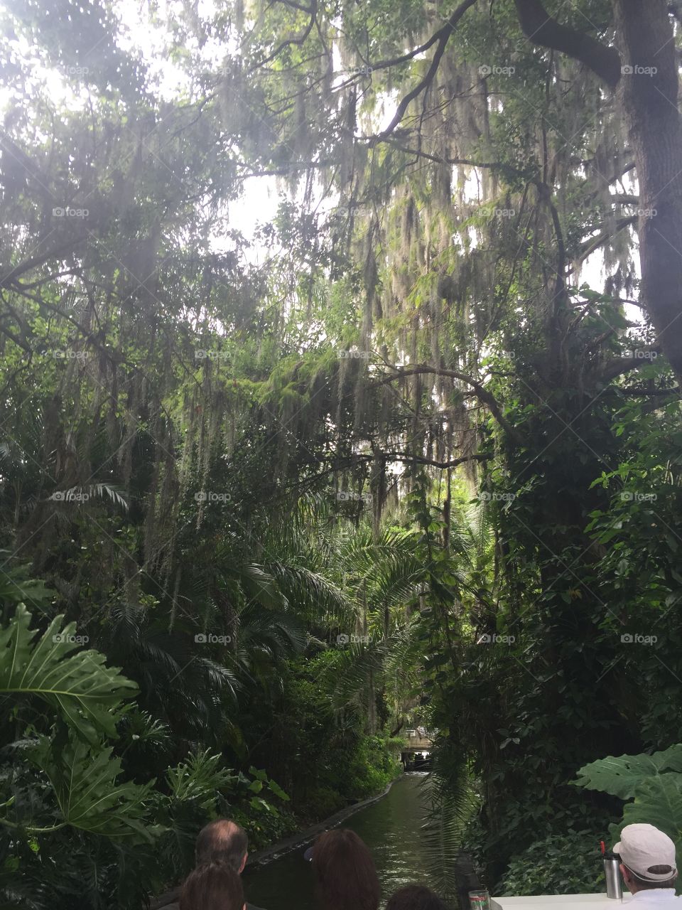 The amazing jungle that is Fern Canal in Winter Park, FL