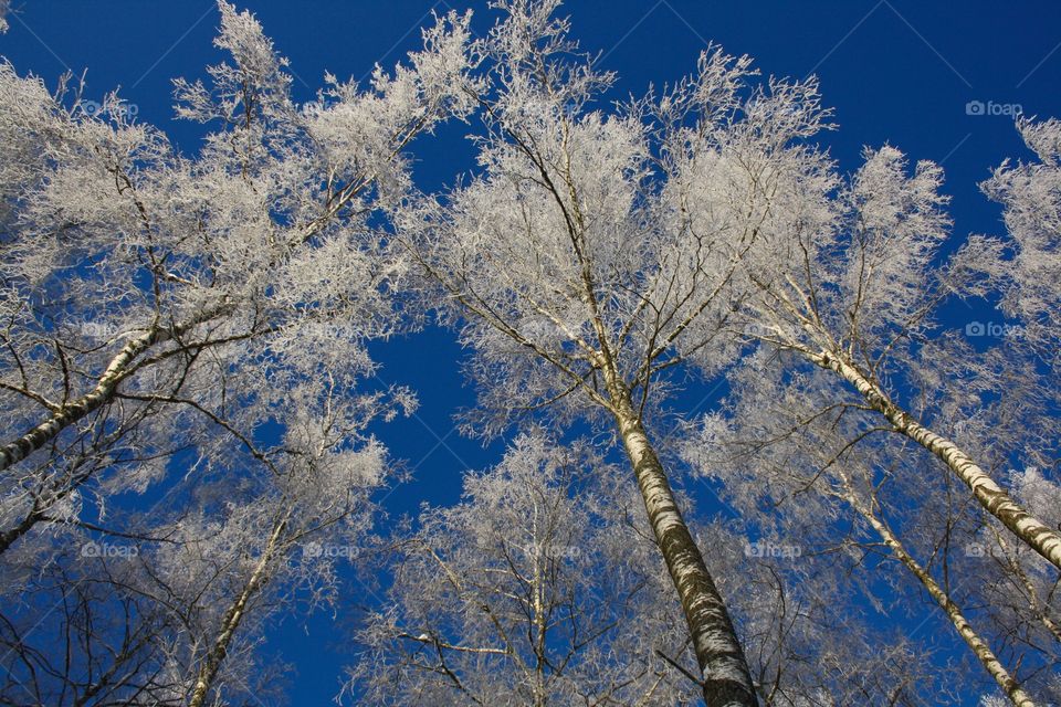 Winter magical forest