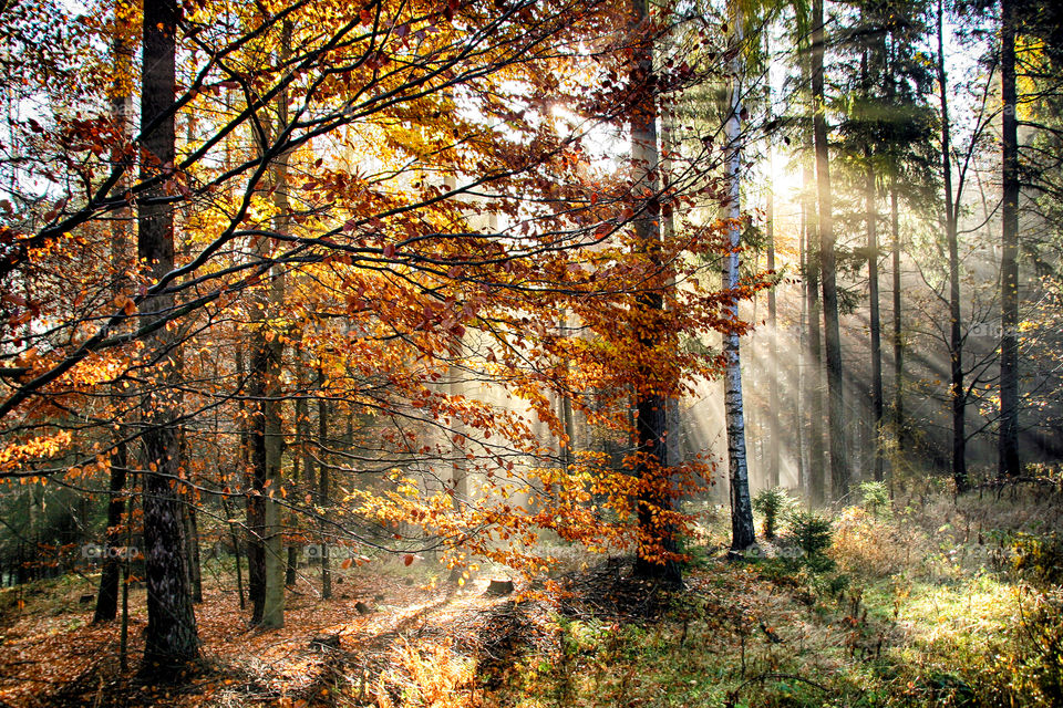 sun shines trough the trees  in a foggy morning