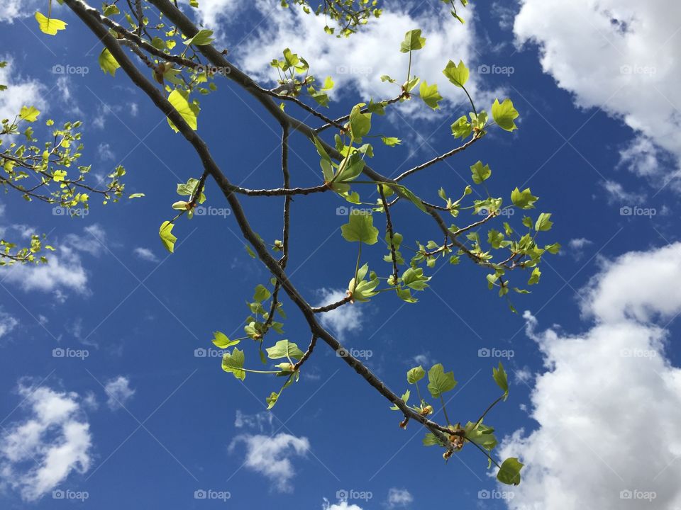 Green Tree Against White Clouds and Blue Sky