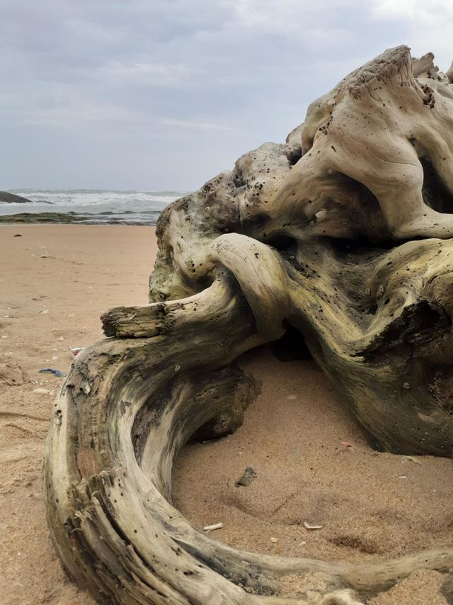 rotten log at the beach