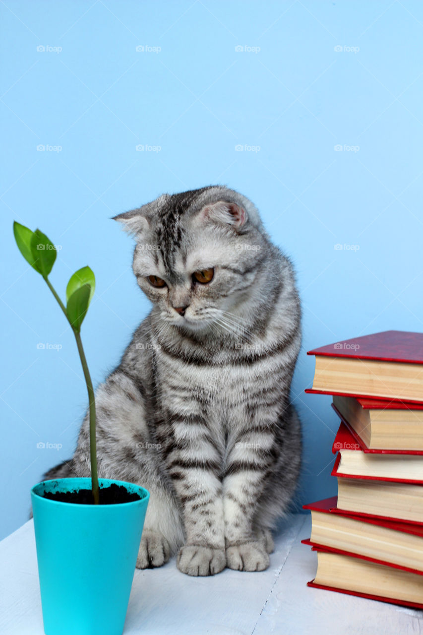 Cat of Scottish Fold gray color