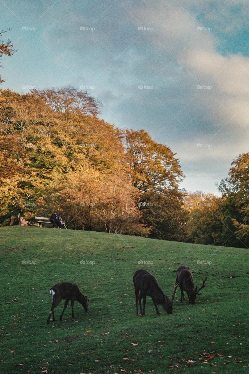 Analog Chronicles of Deer Family, Scandinavia