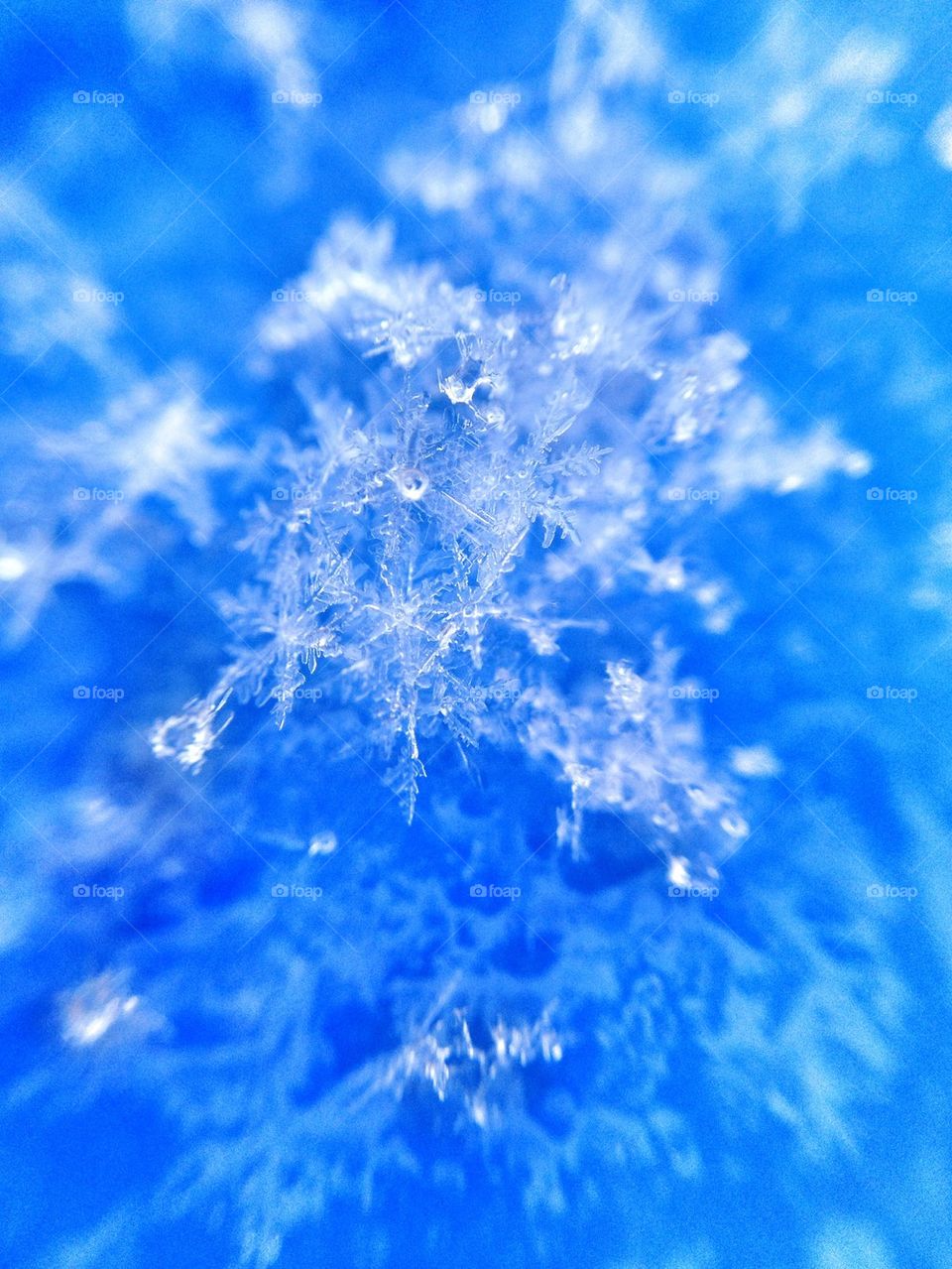 Close-up of snowflake