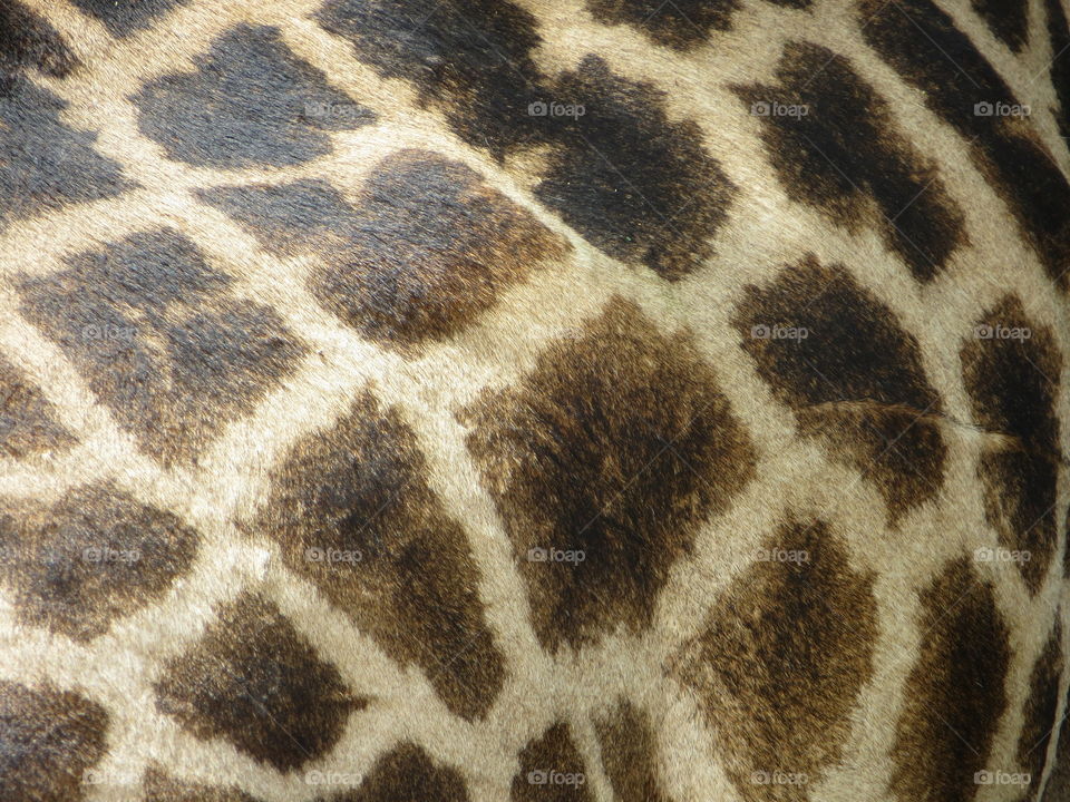 Patterned coat of gambit the giraffe 