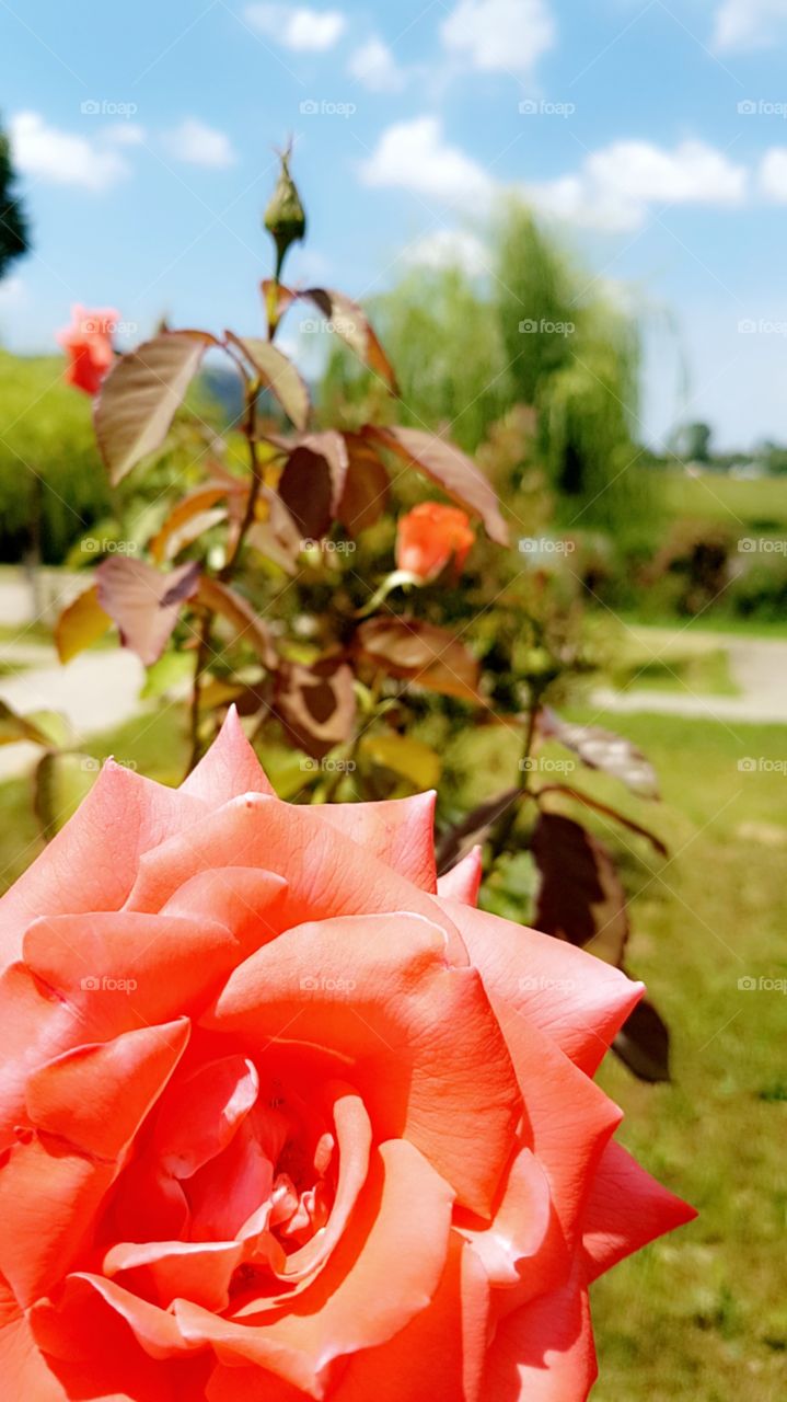 Roses and nature intertwined