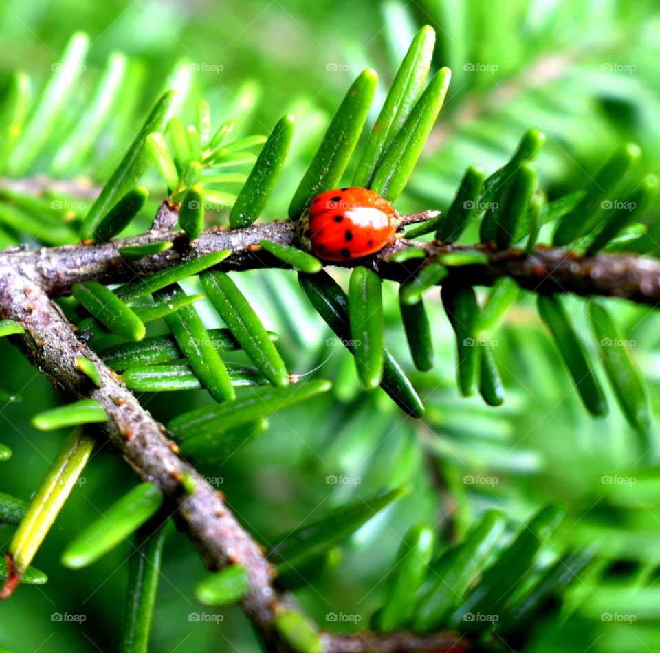 Hocking Hills State Park USA Ohio ladybug branch nature tree green hemlock