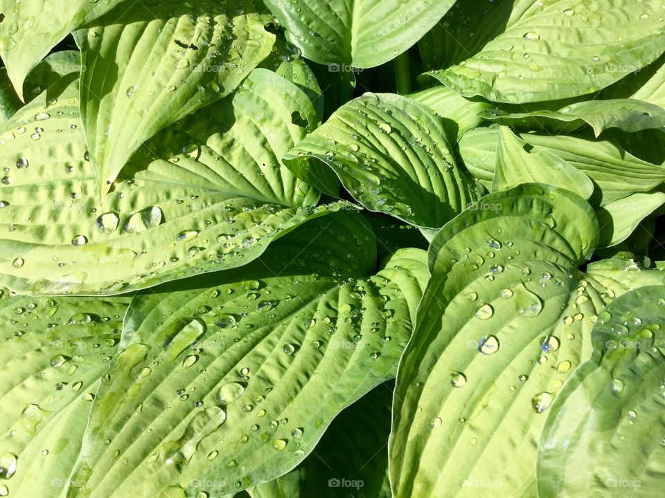 Plantain Lily
