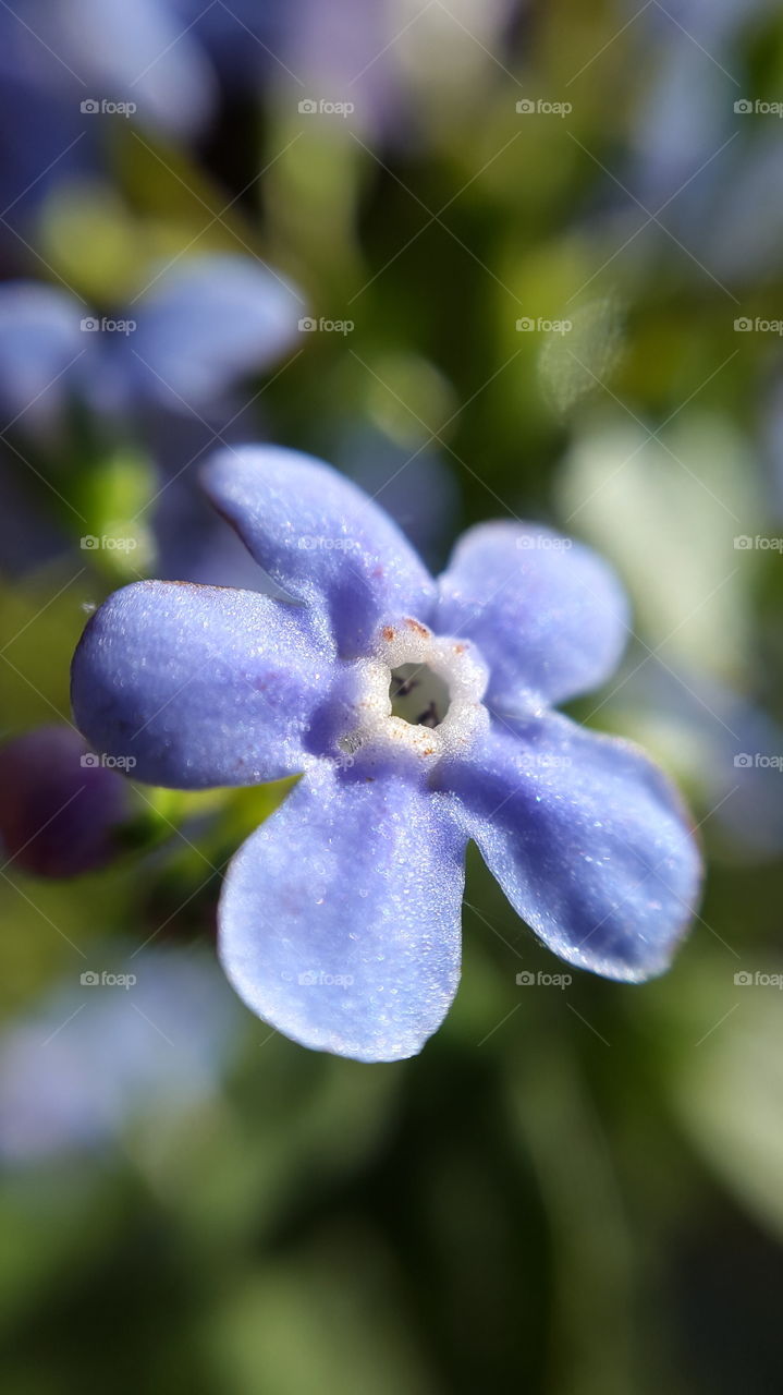 beautiful macro shots