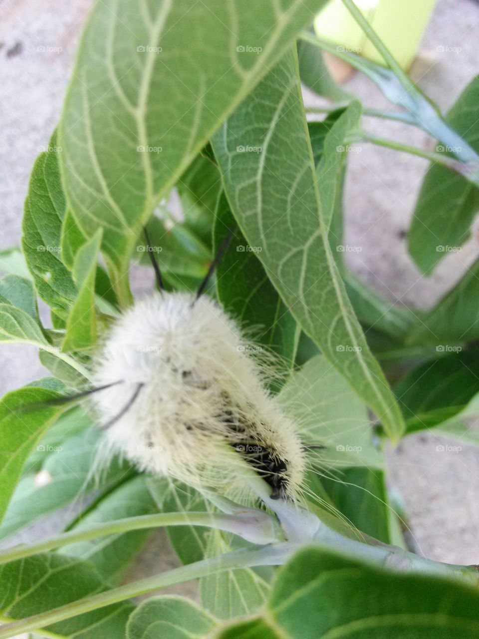 Fuzzy Caterpillar. Green and black caterpillar on a twig.