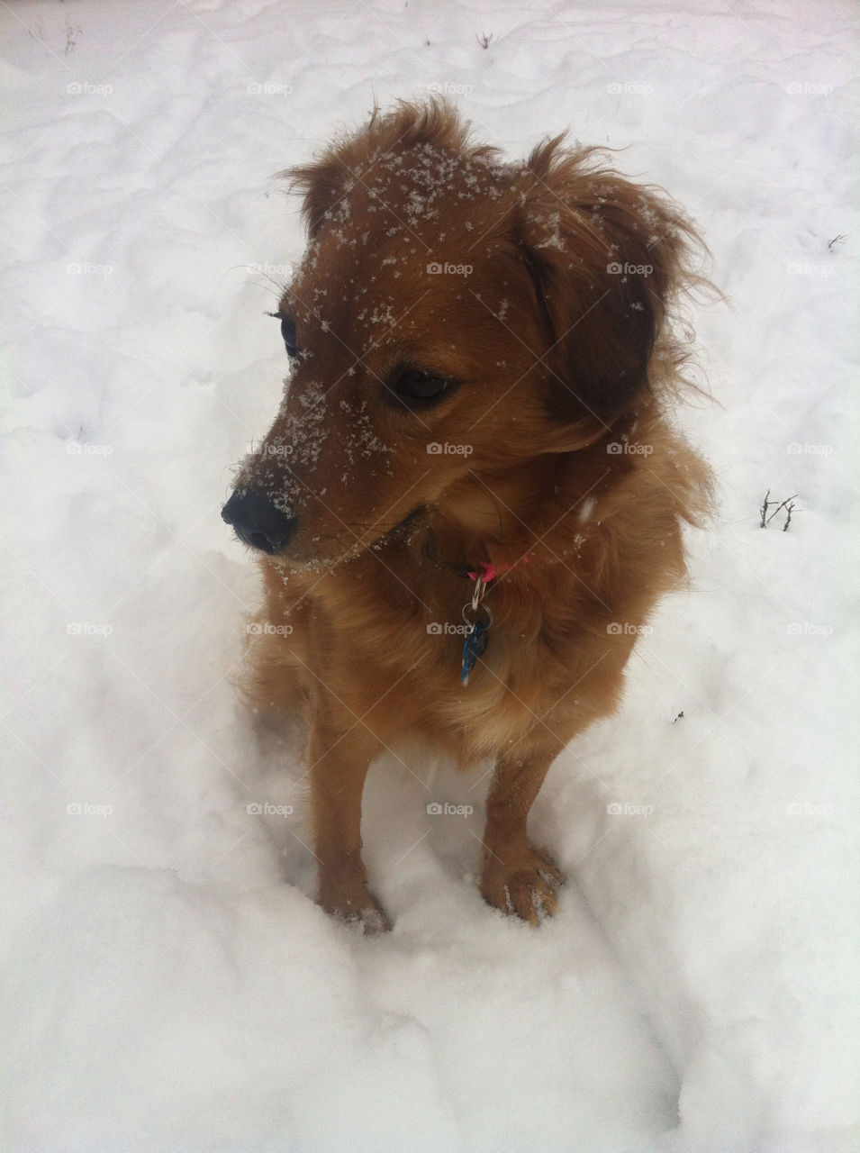 Winter, Dog, Snow, Mammal, Canine