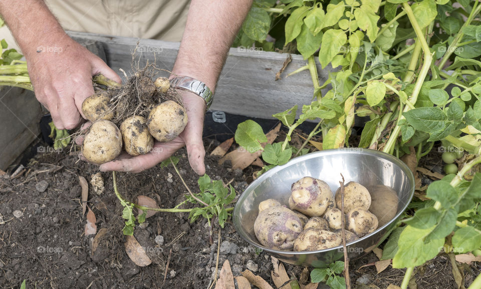 Potato harverst. A crop of pink eyed potatoes is dug up from a raised garden bed.