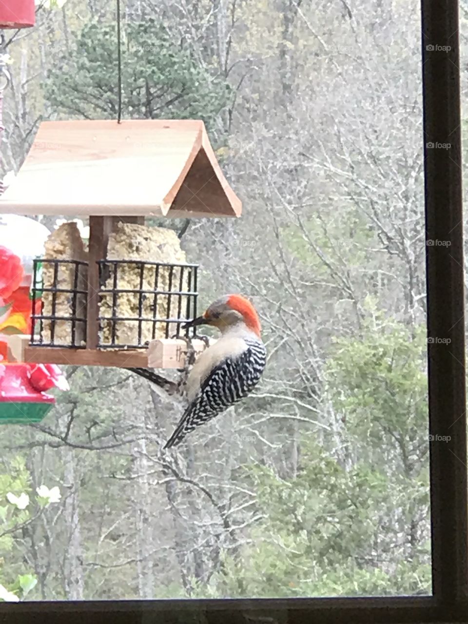 Red Bellied Woodpecker 