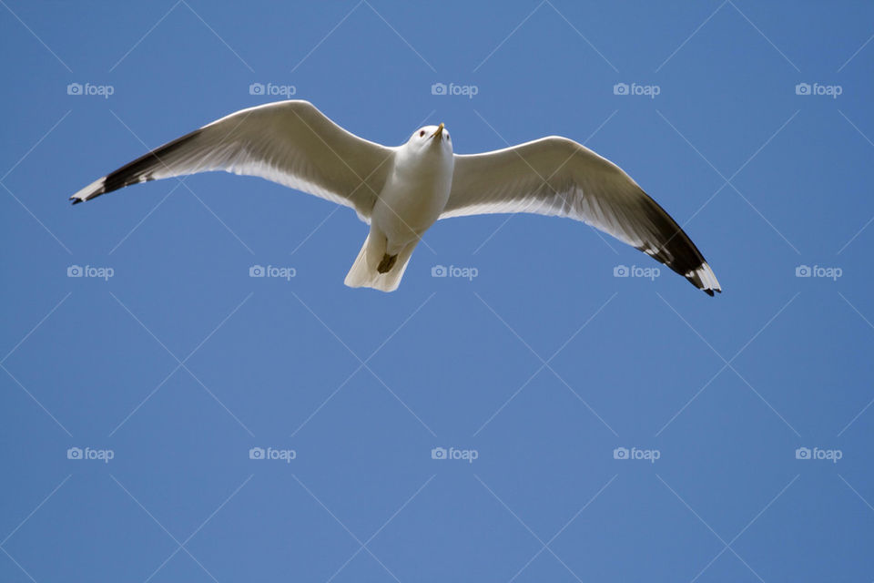 sky flying bird seagull by chrille_b