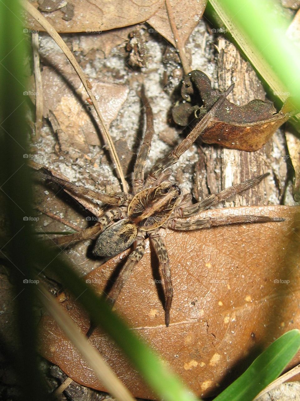 brown recluse