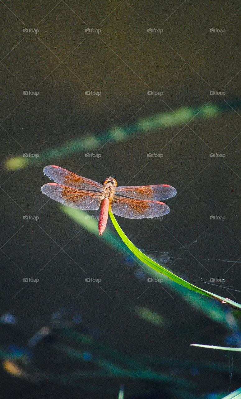 Red Dragonfly on a plant branch 