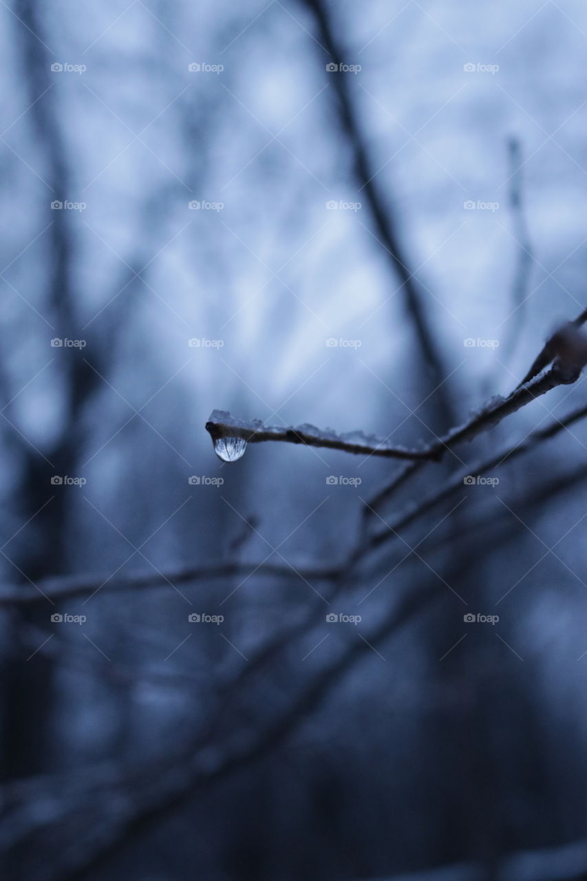 A drop off water hangs on a bunch of a tree in the forest.